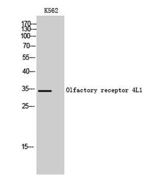 Olfactory receptor 4L1 rabbit pAb Antibody