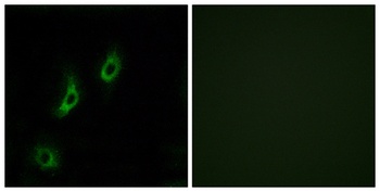 Olfactory receptor 4L1 rabbit pAb Antibody