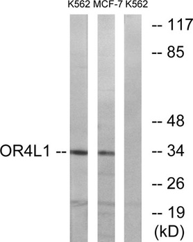 Olfactory receptor 4L1 rabbit pAb Antibody