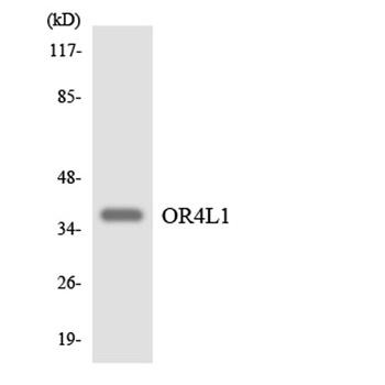Olfactory receptor 4L1 rabbit pAb Antibody