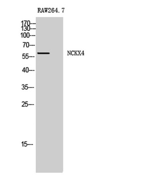 NCKX4 rabbit pAb Antibody