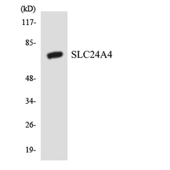 NCKX4 rabbit pAb Antibody