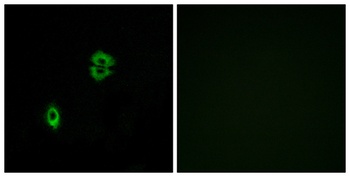 CKR-7 rabbit pAb