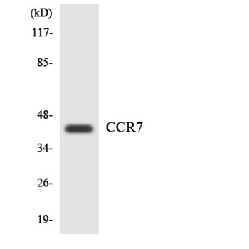 CKR-7 rabbit pAb