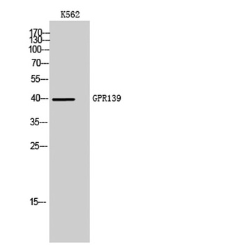 GPR139 rabbit pAb Antibody