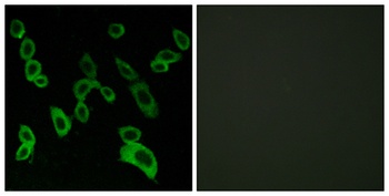 GPR139 rabbit pAb Antibody