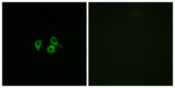 Olfactory receptor 10H4 rabbit pAb Antibody