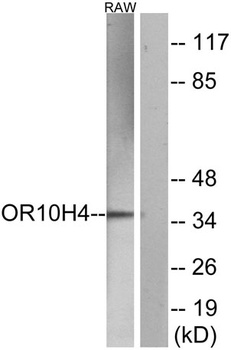 Olfactory receptor 10H4 rabbit pAb Antibody
