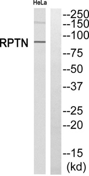 Repetin rabbit pAb Antibody