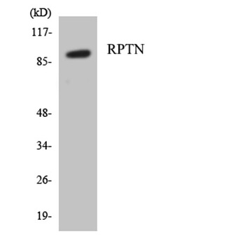 Repetin rabbit pAb Antibody