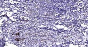 Repetin rabbit pAb Antibody