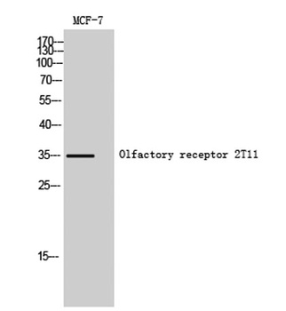 Olfactory receptor 2T11 rabbit pAb Antibody