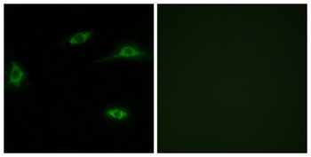 Olfactory receptor 2T11 rabbit pAb Antibody
