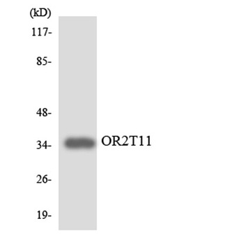 Olfactory receptor 2T11 rabbit pAb Antibody