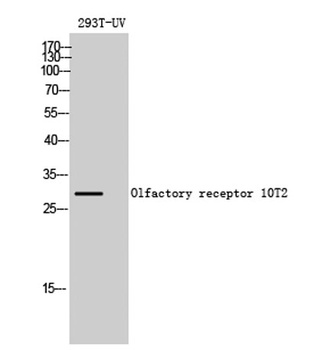 Olfactory receptor 10T2 rabbit pAb Antibody