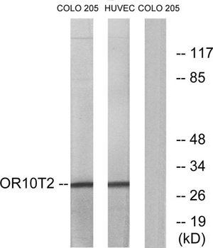 Olfactory receptor 10T2 rabbit pAb Antibody