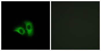 Olfactory receptor 10X1 rabbit pAb Antibody