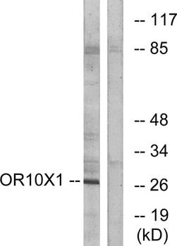 Olfactory receptor 10X1 rabbit pAb Antibody