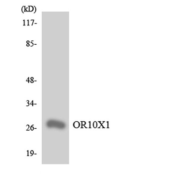 Olfactory receptor 10X1 rabbit pAb Antibody