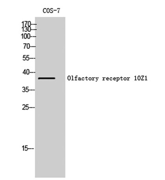 Olfactory receptor 10Z1 rabbit pAb Antibody