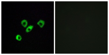 Olfactory receptor 10Z1 rabbit pAb Antibody