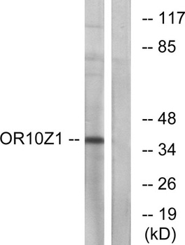 Olfactory receptor 10Z1 rabbit pAb Antibody
