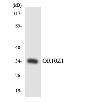 Olfactory receptor 10Z1 rabbit pAb Antibody