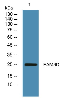 FAM3D rabbit pAb Antibody