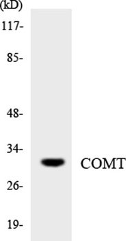 COMT rabbit pAb Antibody