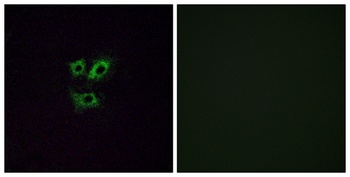 Olfactory receptor 2Y1 rabbit pAb Antibody