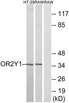 Olfactory receptor 2Y1 rabbit pAb Antibody