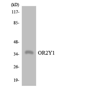 Olfactory receptor 2Y1 rabbit pAb Antibody