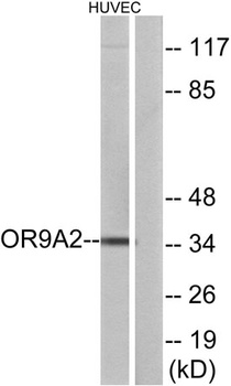 Olfactory receptor 9A2 rabbit pAb Antibody