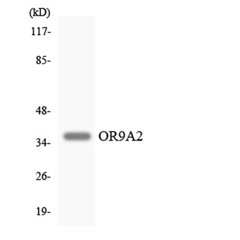 Olfactory receptor 9A2 rabbit pAb Antibody