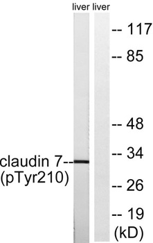 Claudin-7 (phospho Tyr210) rabbit pAb Antibody