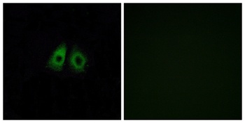 Olfactory receptor 13C3 rabbit pAb Antibody