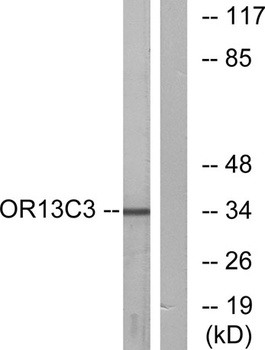 Olfactory receptor 13C3 rabbit pAb Antibody