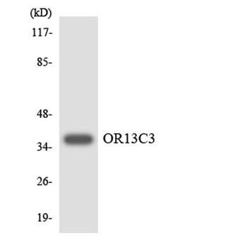 Olfactory receptor 13C3 rabbit pAb Antibody