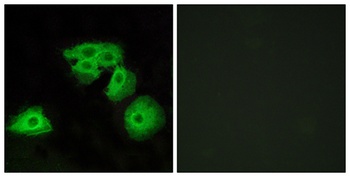 Adenosine A3-R rabbit pAb Antibody