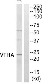 v-SNARE Vti1a rabbit pAb Antibody