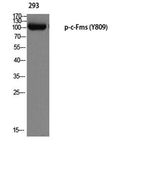 c-Fms (phospho Tyr809) rabbit pAb