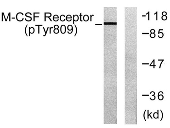 c-Fms (phospho Tyr809) rabbit pAb
