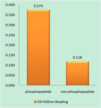 IL-3Rβ (phospho Tyr593) rabbit pAb