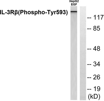 IL-3Rβ (phospho Tyr593) rabbit pAb