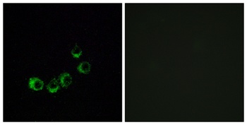 Olfactory receptor 10A5 rabbit pAb Antibody