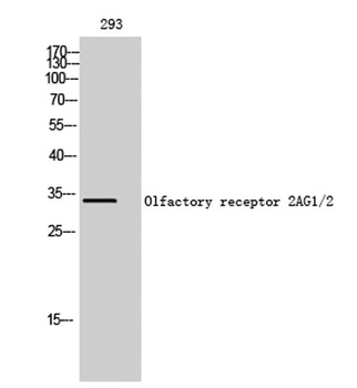 Olfactory receptor 2AG1/2 rabbit pAb Antibody