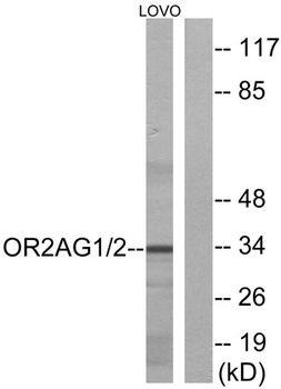 Olfactory receptor 2AG1/2 rabbit pAb Antibody