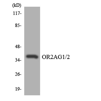 Olfactory receptor 2AG1/2 rabbit pAb Antibody