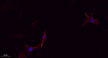 CMTM4 rabbit pAb Antibody