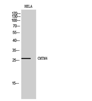 CMTM4 rabbit pAb Antibody